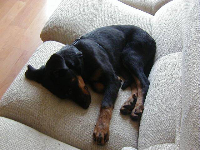 BEAUCERON - Beauceron