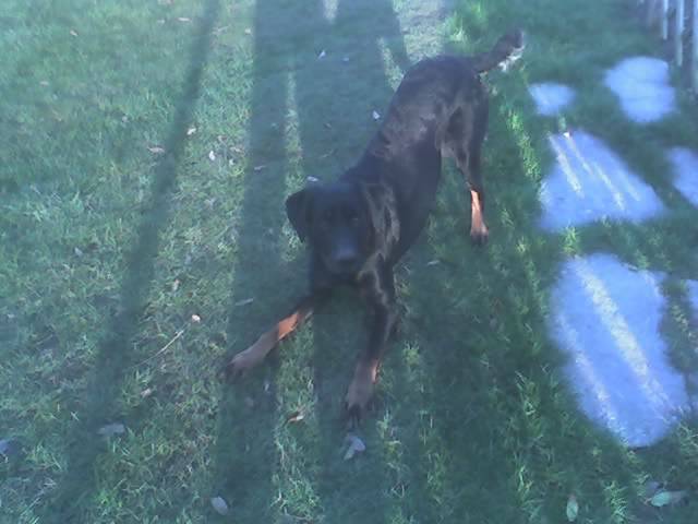 alfa beauceron - Beauceron