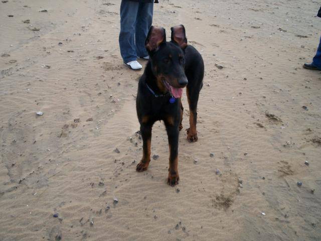 comette beauceron - Beauceron