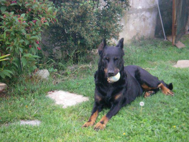 BEAUCERON / BERGER DE BEAUCE/BAS ROUGE - Beauceron