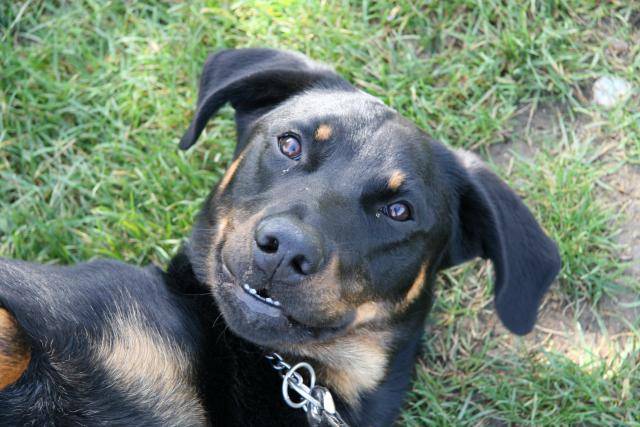 Eyra Beauceron de bientot 19 mois - Beauceron (1 an et 7 mois)