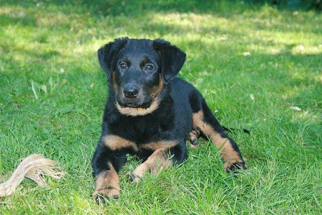 Doumaî du Domaine du Bois de Chartres - Beauceron