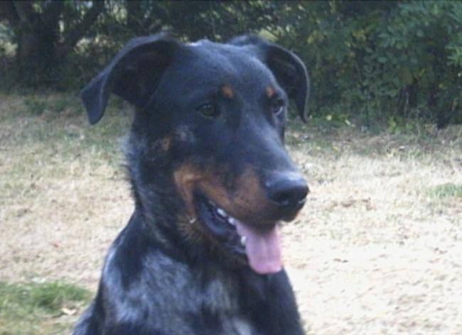 C'lo Can Chiné Blue de Pré des Anges - Beauceron