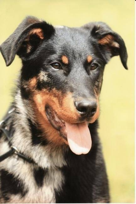 C'lo Can Chiné Blue de Pré des Anges - Beauceron