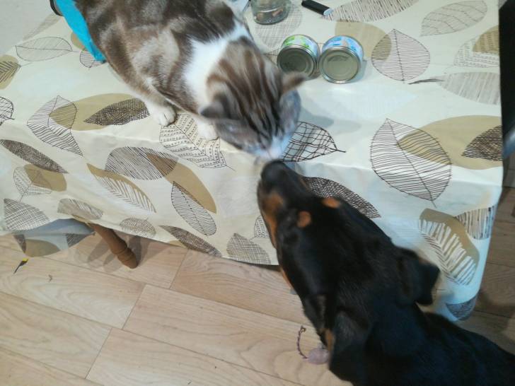 Nikita - Beauceron Femelle (7 mois)