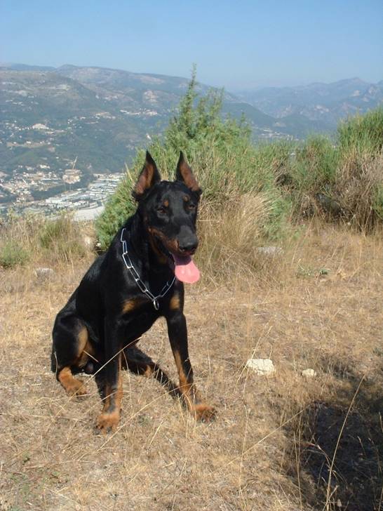 Turkan ( Aspremont 06 ) - Beauceron (8 mois)