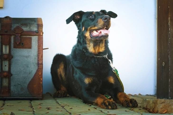 Un Beauceron attaché et couché sur le sol