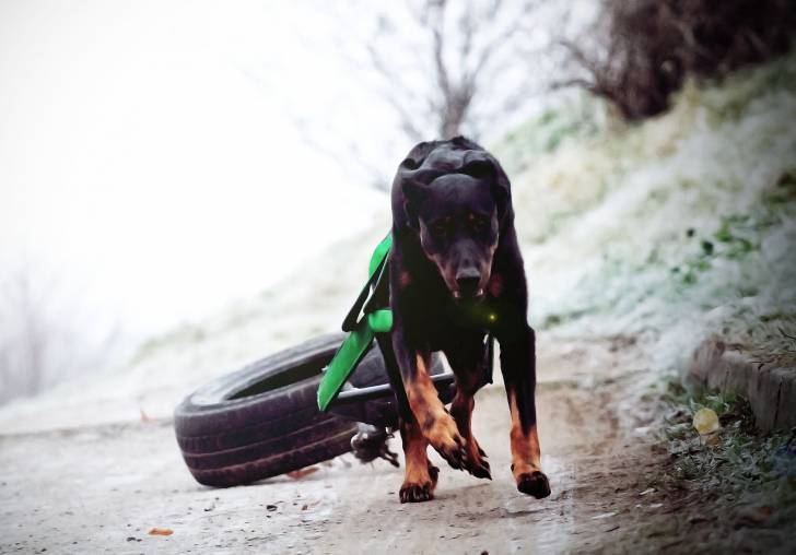 Un Beauceron qui s'entraine en tirant un pneu