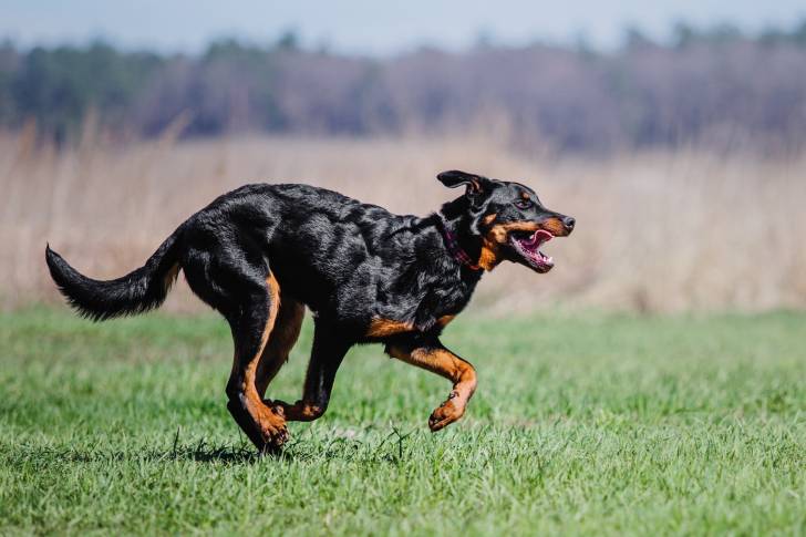 Un Beauceron qui court an traversant un terrain