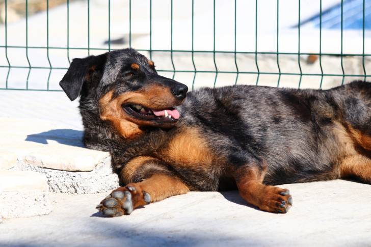 Un Beauceron allongé au soleil