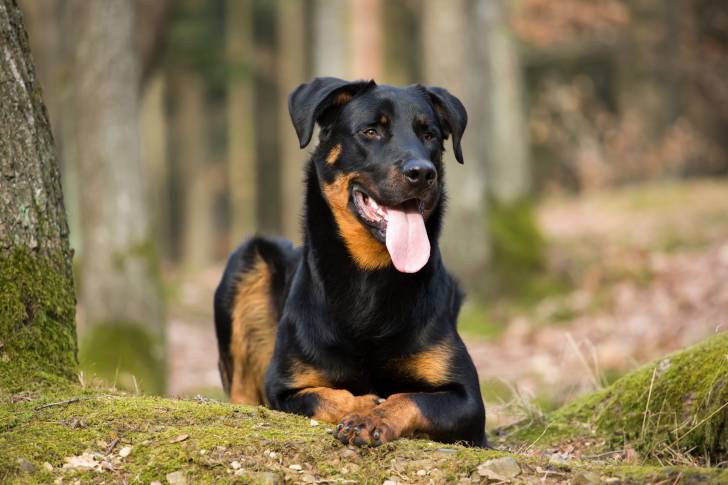 Un Beauceron allongé dans l'herbe dans une forêt