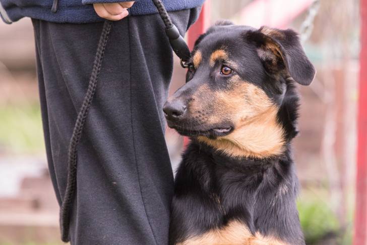 Un Beauceron assis et tenu en laisse aux pieds de son propriétaire 
