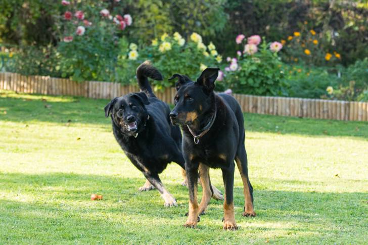 Photo Beauceron