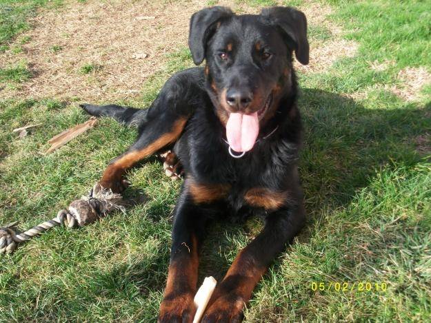 jipsy - Beauceron Femelle (9 mois)