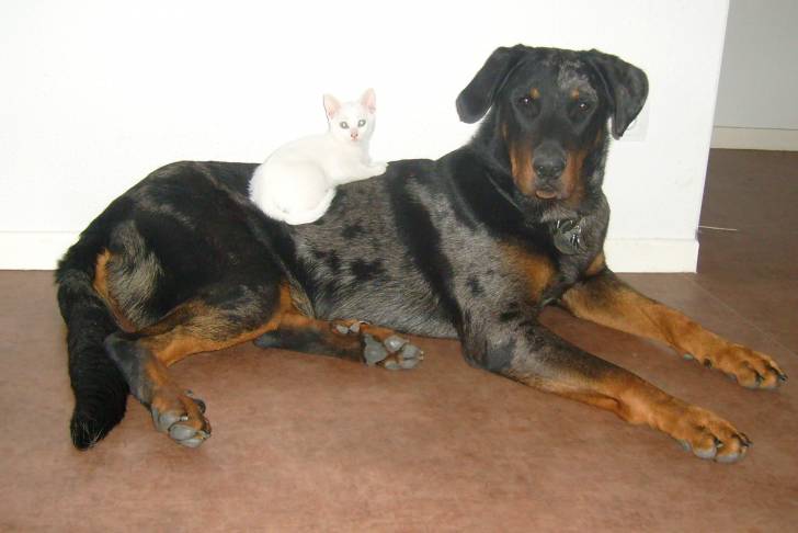 First & Diesel - Beauceron Mâle (1 an)