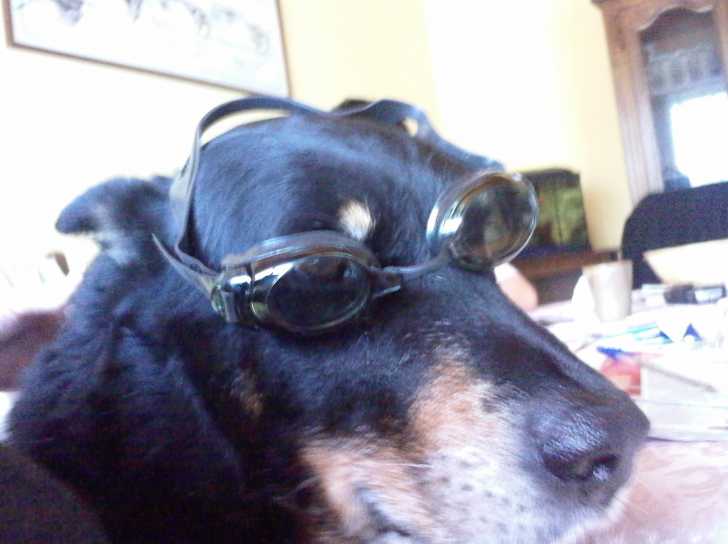 Oslo - Beauceron Mâle (11 ans)