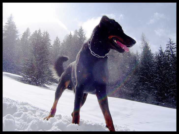 Balthazar - Beauceron Mâle (5 ans)