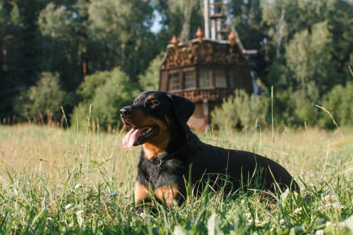 Photo Beauceron
