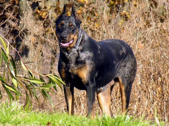 Photo beauceron arlequin : Beauceron Photo beauceron arlequin : Beauceron