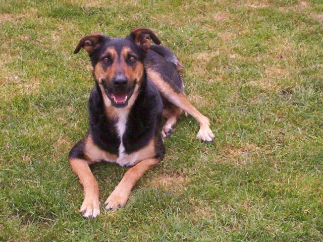 Beauceron Croise Border Collie Adulte