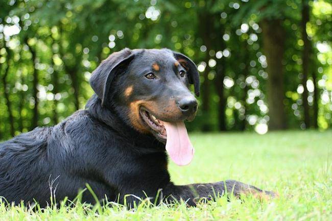 Le Beauceron Race De Chien à Poil Court