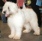 Photo Berger Roumain de Mioritza