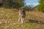 Photo Berger Roumain de Mioritza