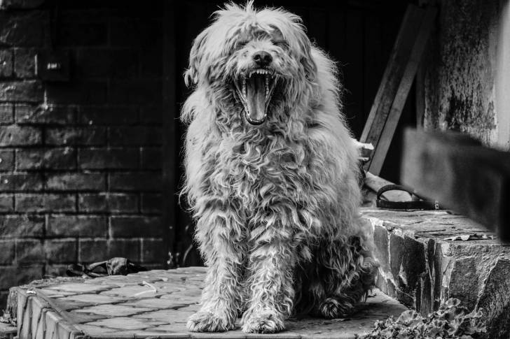 Photo Berger Roumain de Mioritza