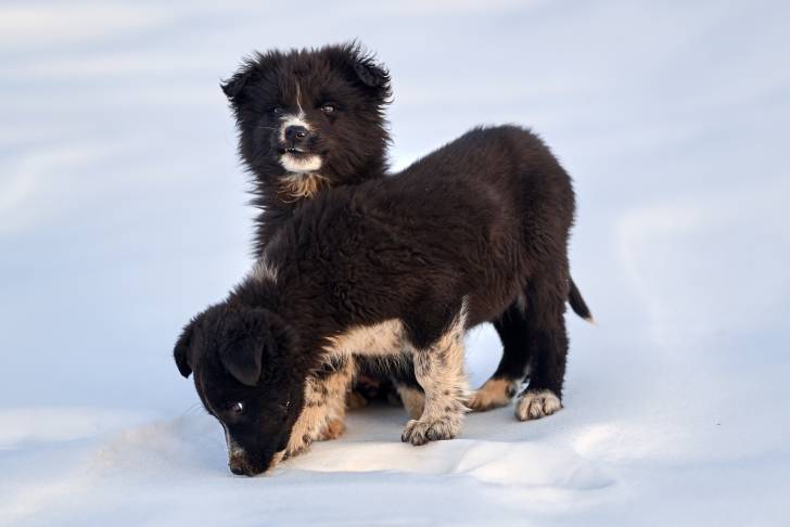 Photo Berger Roumain de Mioritza