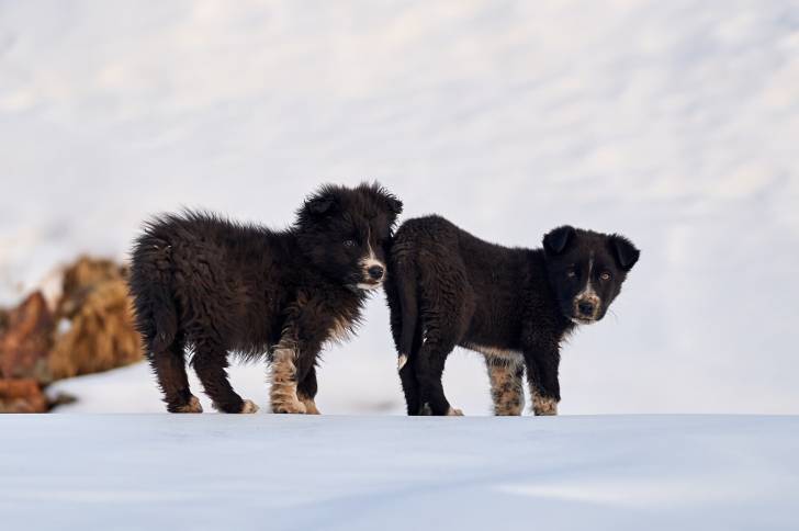 Photo Berger Roumain de Mioritza