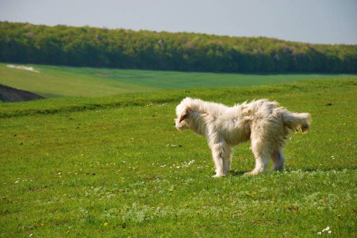 Photo Berger Roumain de Mioritza