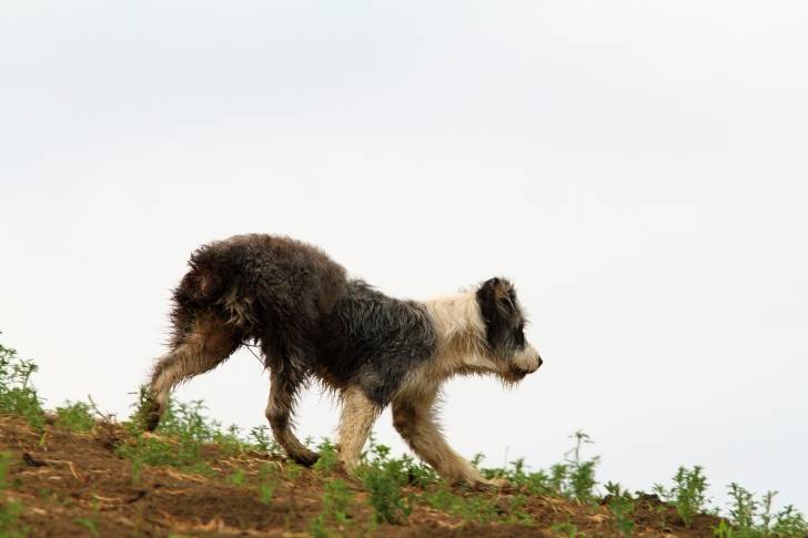 Photo Berger Roumain de Mioritza
