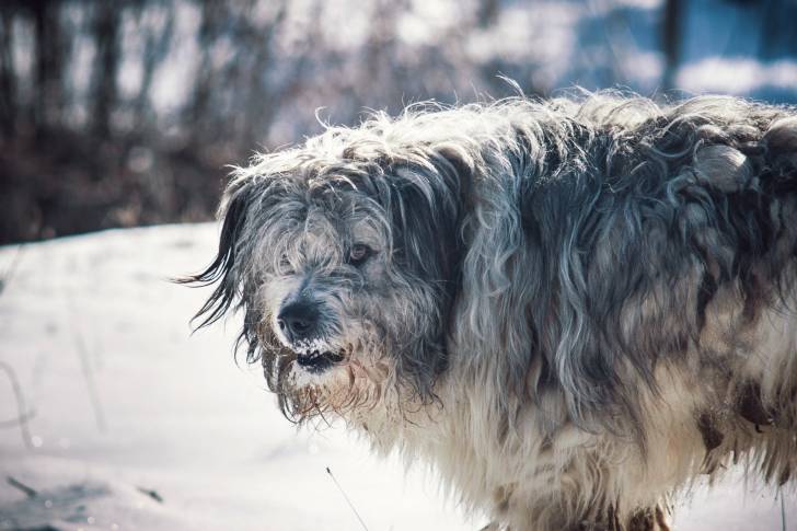 Photo Berger Roumain de Mioritza