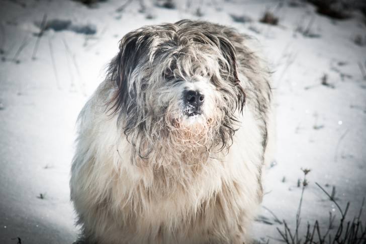 Photo Berger Roumain de Mioritza