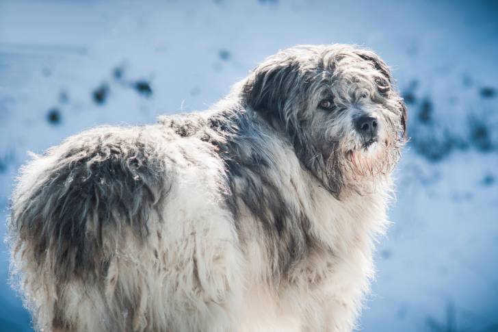 Photo Berger Roumain de Mioritza