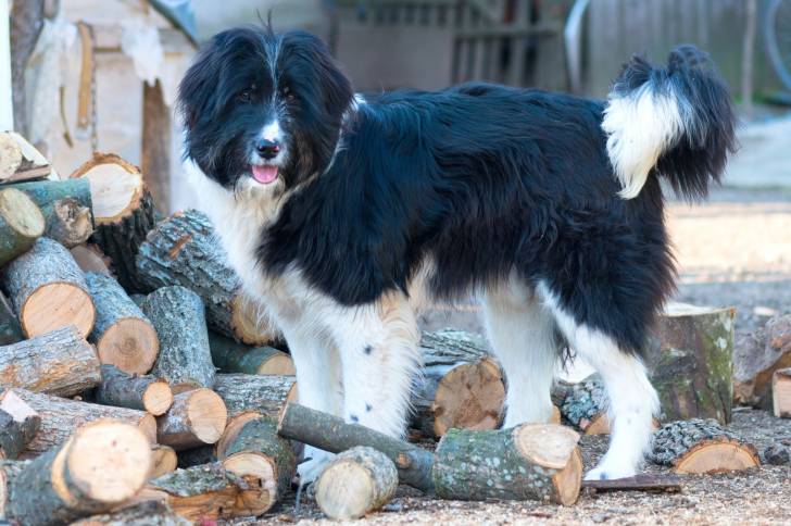 Photo Berger Roumain de Mioritza