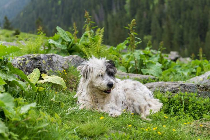 Photo Berger Roumain de Mioritza