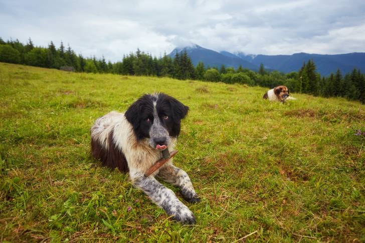 Photo Berger Roumain de Mioritza