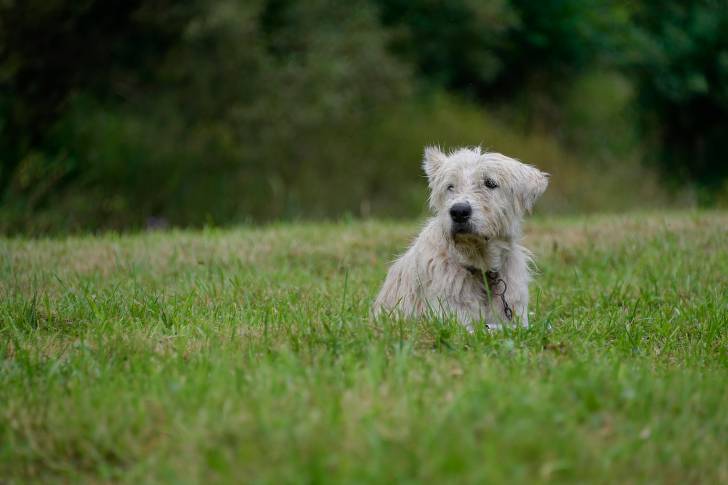 Photo Berger Roumain de Mioritza
