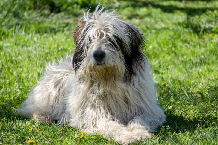 Photo Berger Roumain de Mioritza