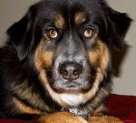 Bear - Berger Yougoslave Mâle (3 ans)