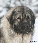 berger yougoslave sarplaninac - Berger Yougoslave