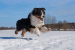 Un Berger Yougoslave courant dans la neige