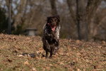 Un Berger Yougoslave courant sur un terrain herbeux