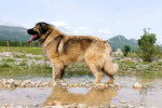 Un Berger Yougoslave dans l'eau