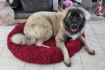 Un Berger Yougoslave allongé sur un panier poilu