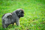 Un Berger Yougoslave sur un terrain herbeux