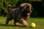 Un chiot  Berger Yougoslave jouant  sur une pelouse avec une balle de tennis