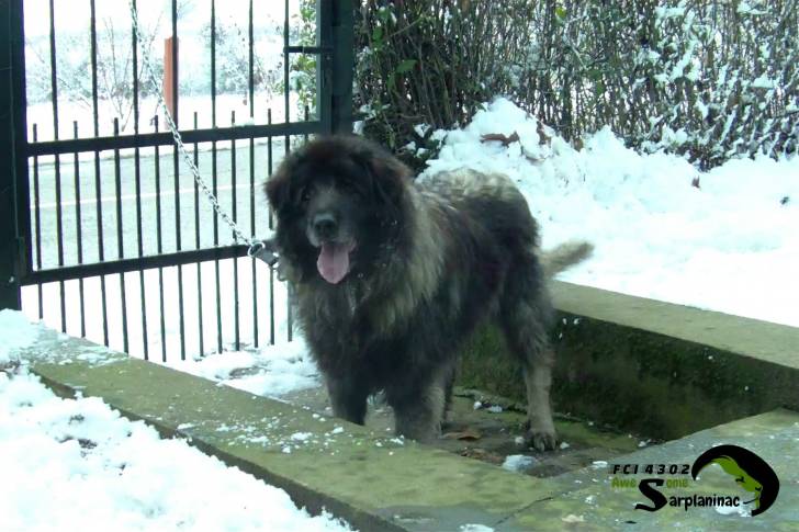 Rex FCI 4302 - Berger Yougoslave Mâle