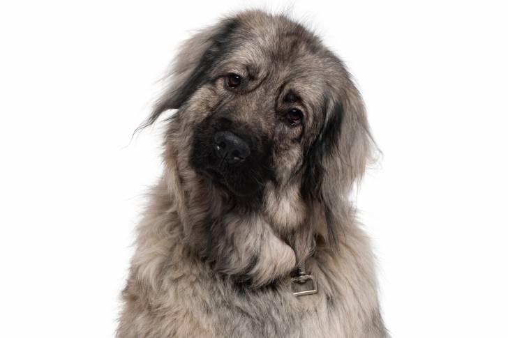 Photo Berger Yougoslave